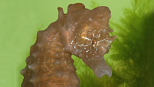 kortsnuitzeepaardje | © foto fitis, sytske dijksen