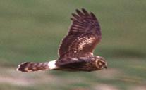 Vrouwtje blauwe kiekendief