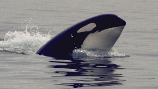 orca, een tandwalvis | © marijke de boer orca, een tandwalvis | © marijke de boer